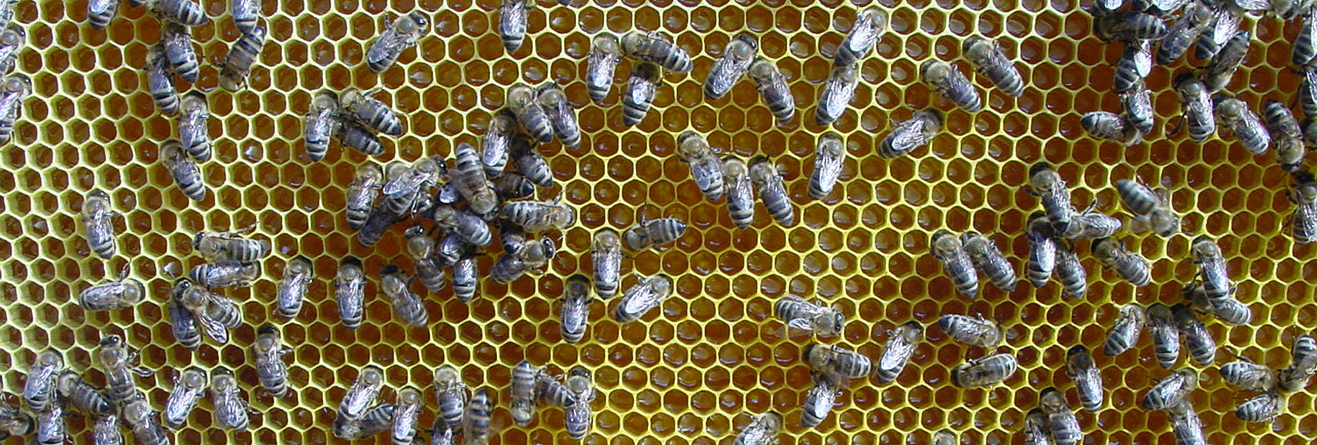 Freshly harvested honey