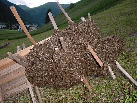 Bee swarm makes a stopover Bee swarm makes a stopover