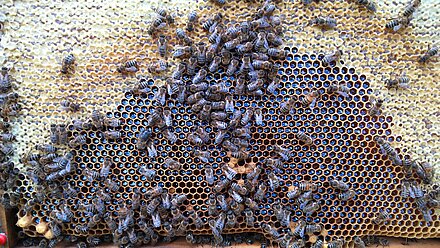 Freshly harvested forest honey Freshly harvested forest honey