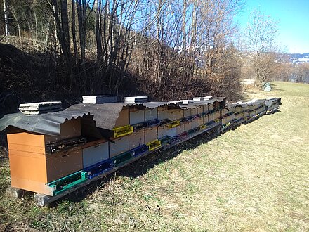 Apiary wintering in Leisach Apiary wintering in Leisach