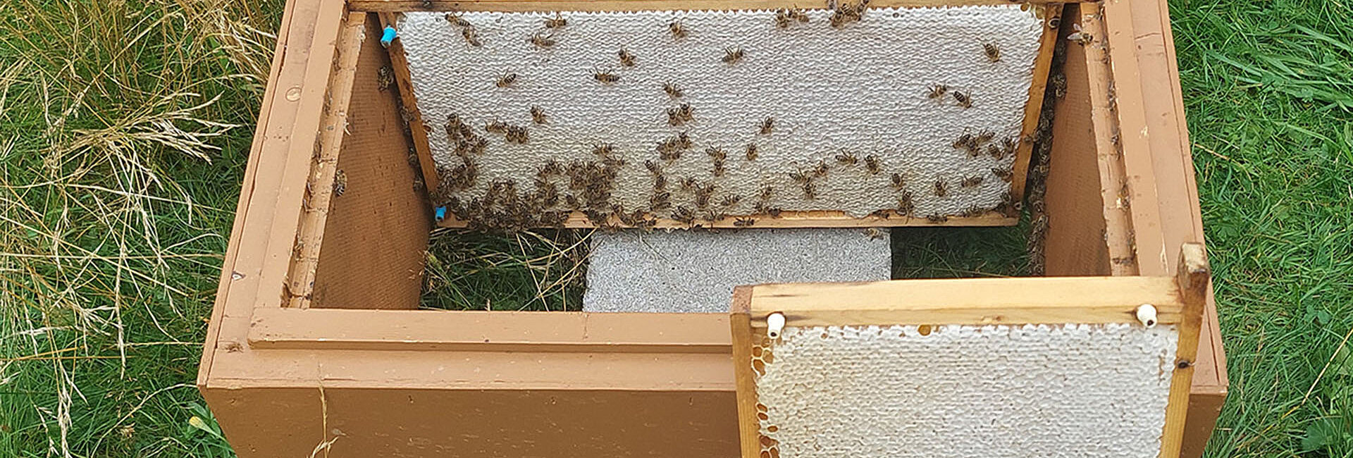 Spin-ready honeycomb